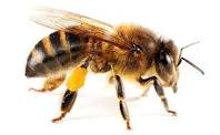 help honey bees