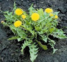 Clear dandelions