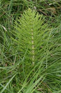 Kill Horsetail Weed With Glyphosate - Flowerpotman Landscape Gardener