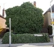 Kill Ivy On Brickwork Walls Fencing And Gardens Flowerpotman