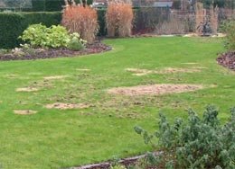 leather-jacket damaged lawn