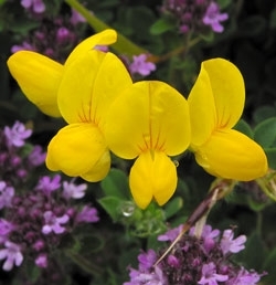 Bird's-foot-trefoil