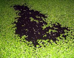 How To Identify And Get Rid Of Duckweed Flowerpotman Landscape