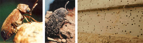 How to spot and treat Woodworm in your home explained here