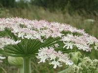   It is a tall (up to 15 feet)  cow parsley-like plant, the stems are green with dark-red or purple blotches and are hollow. The flowers are white in colour with a pinkish tinge forming flat-topped clusters facing upwards and growing as large as 2ft acros