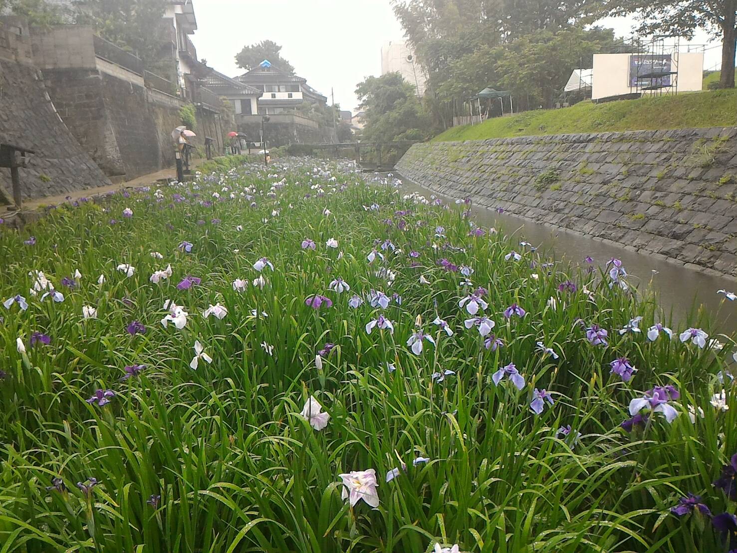 見ごろを迎えた花菖蒲。