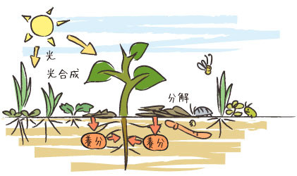 草を刈り敷くことで養分が供給される