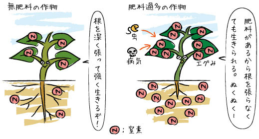 無肥料の作物と肥料過多の作物の違いイメージ