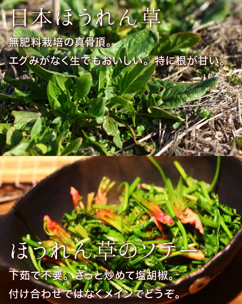 日本ほうれん草:無肥料栽培の真骨頂。エグみがなく生でも美味しい。特に根が甘い。ほうれん草のソテー:下茹で不要。さっと炒めて塩胡椒。付け合わせではなくメインでどうぞ。