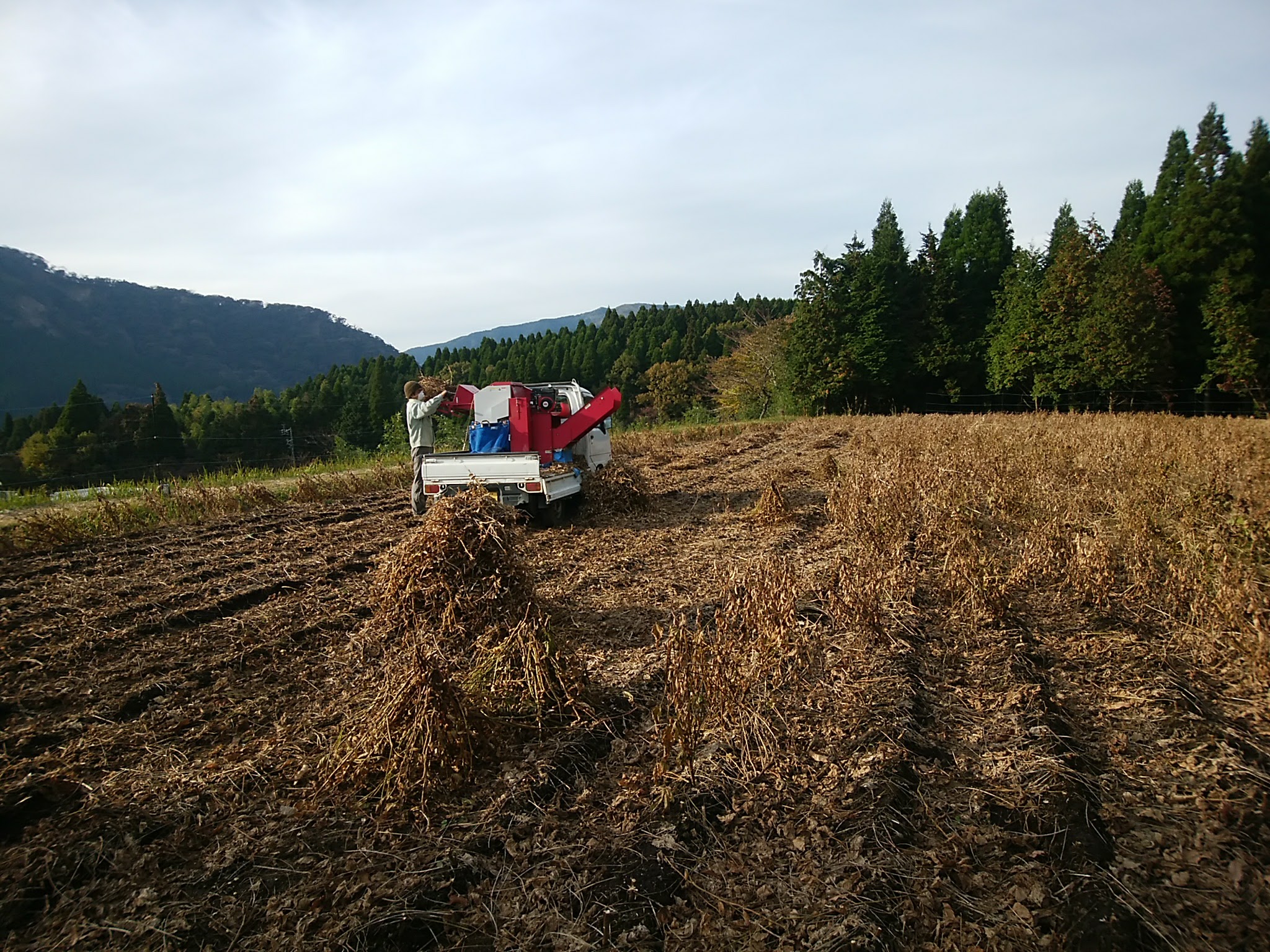 5、大豆の収穫風景