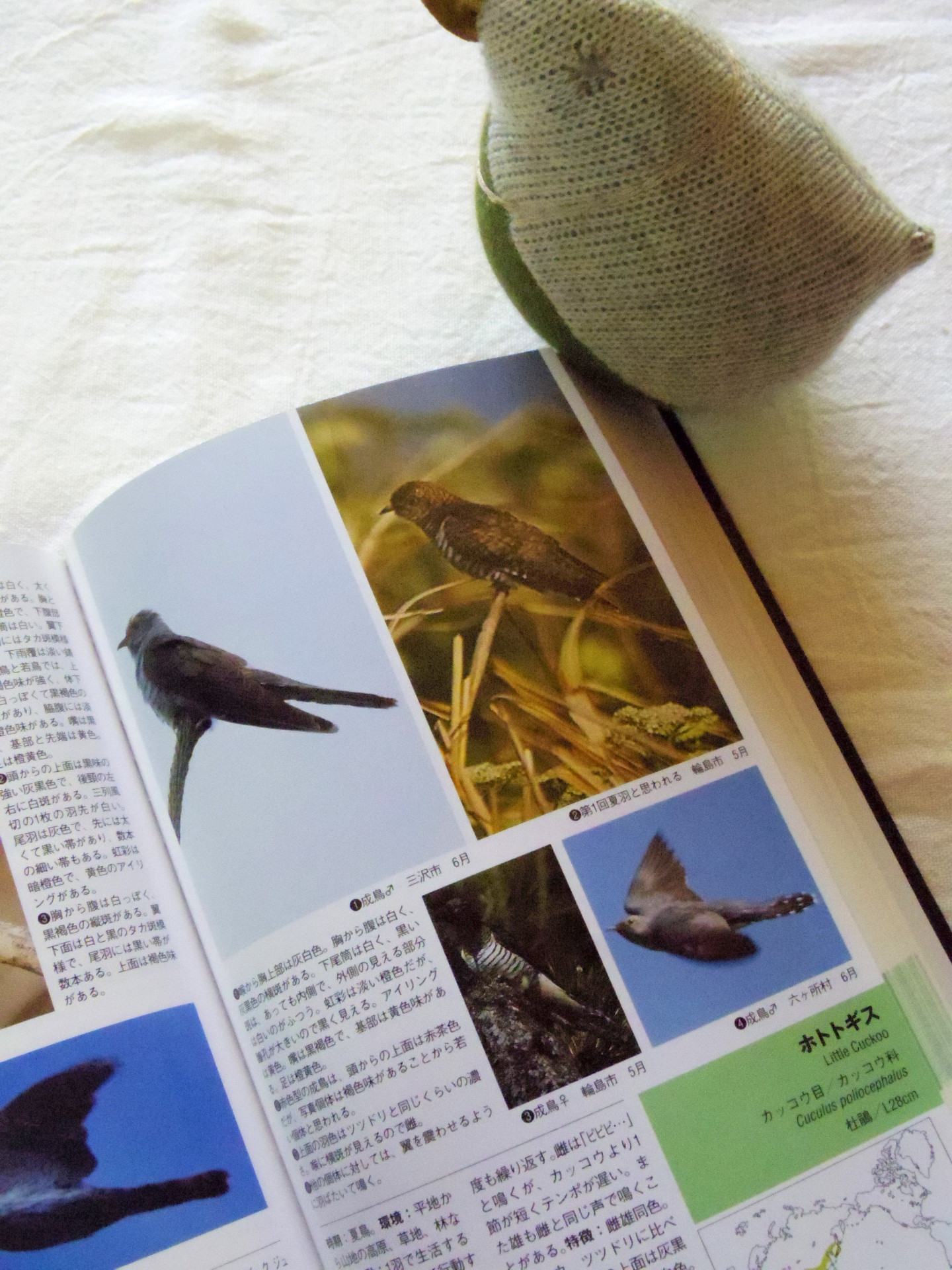 初夏を感じる野鳥 キョッキョキョキョキョ イートローカルプロジェクト