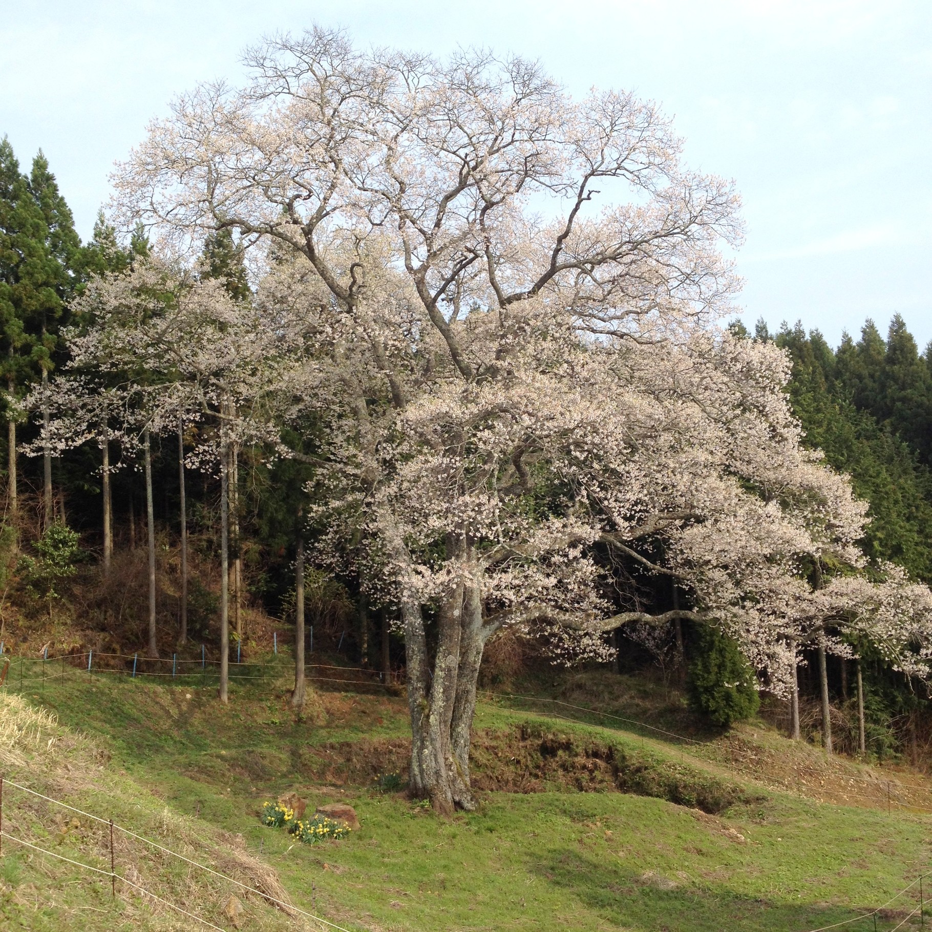 里山まるごとお花見、東城三大さくら - イートローカル・プラス カフェ