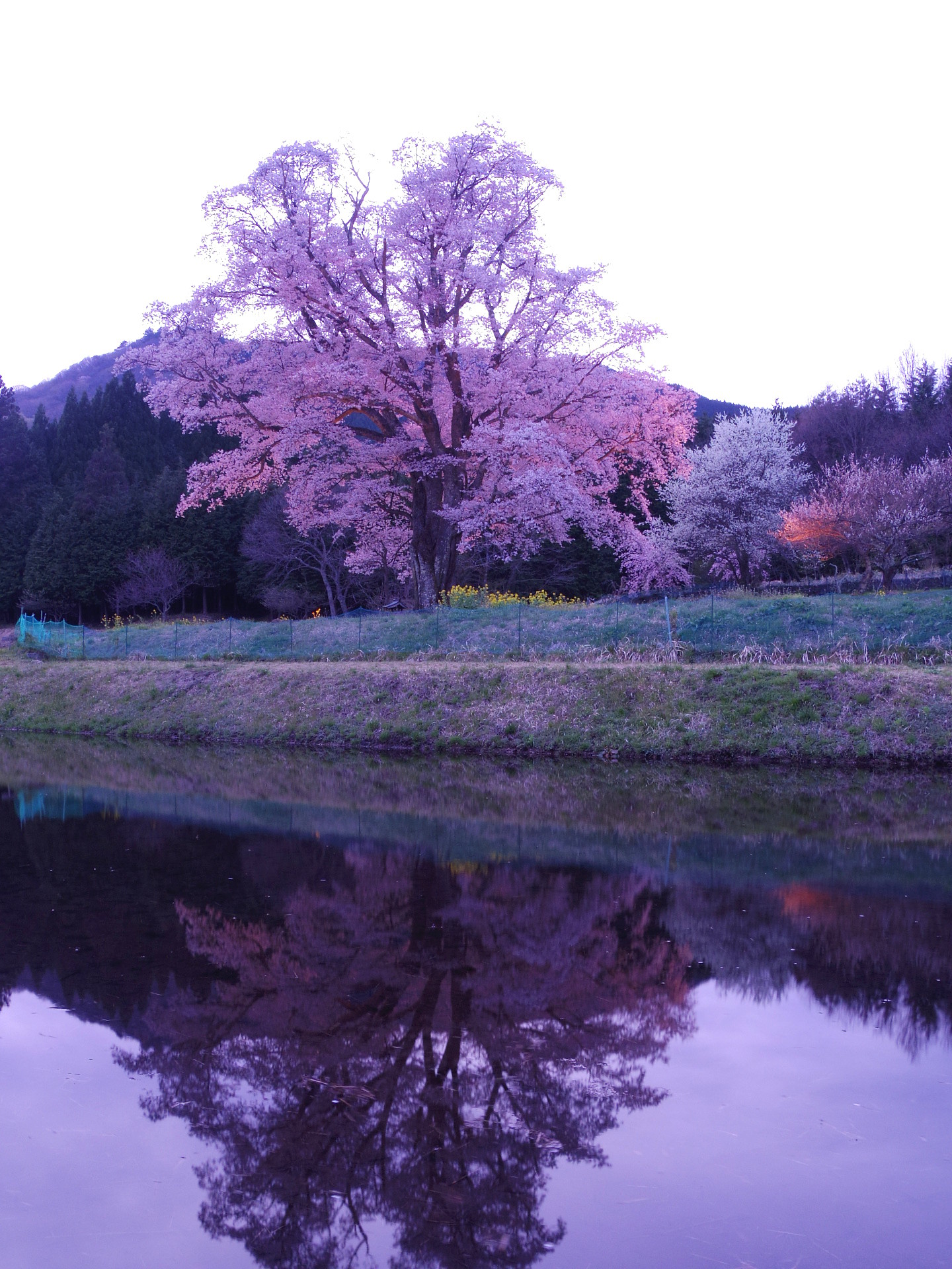 さくら&千鳥❣️珍しいリバーシブル帯の タペストリー image.jpg