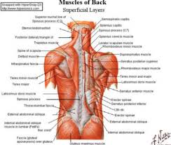 Back and Neck Therapy