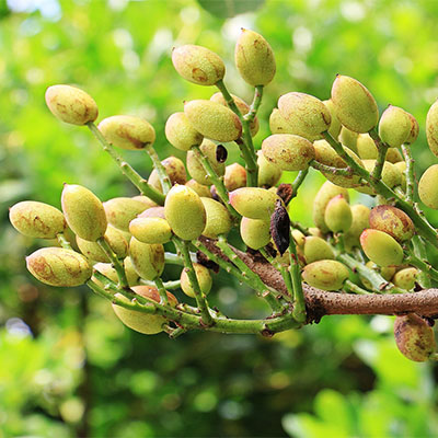 Baci di Dama al Pistacchio 3