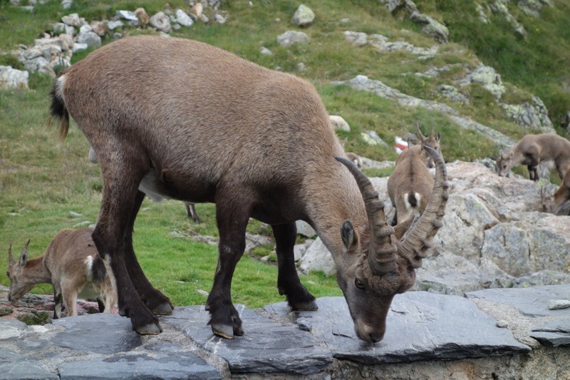 Steinbock an der Glecksteinhütte.