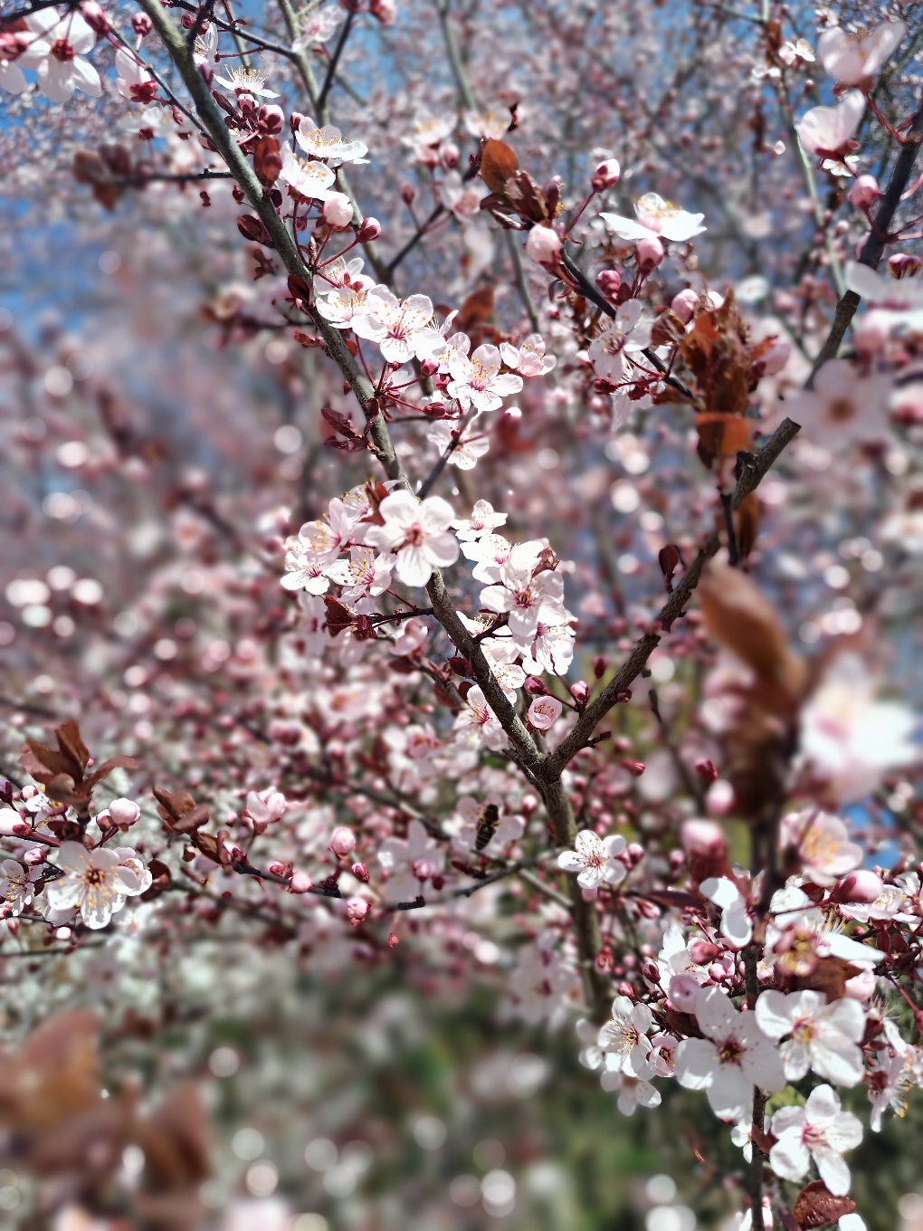 Außenansicht  La Schönerie  in Grötzingen , Blütenpracht im Frühling