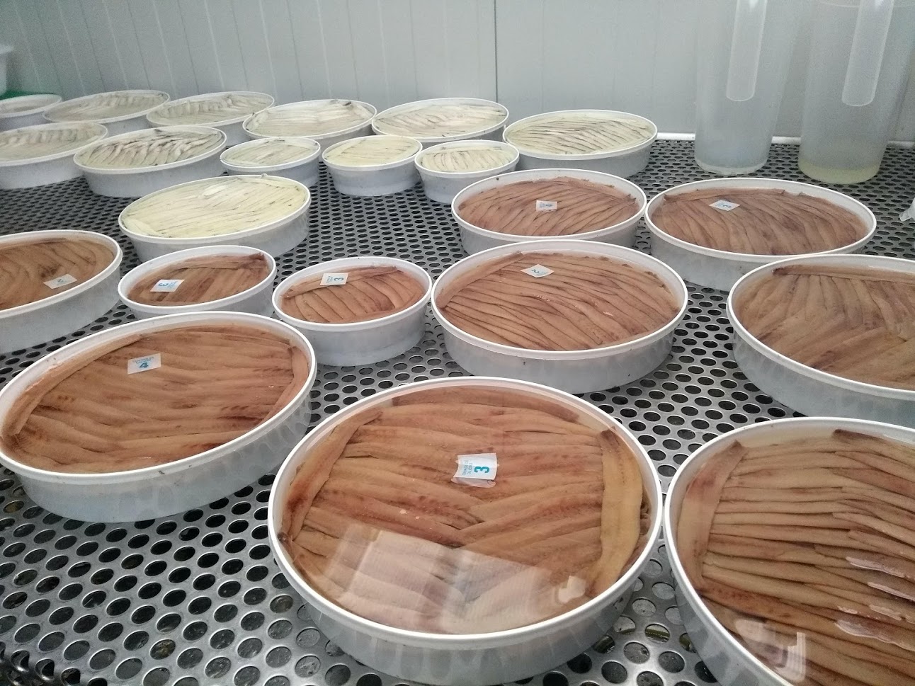 Panderetes de anchoas