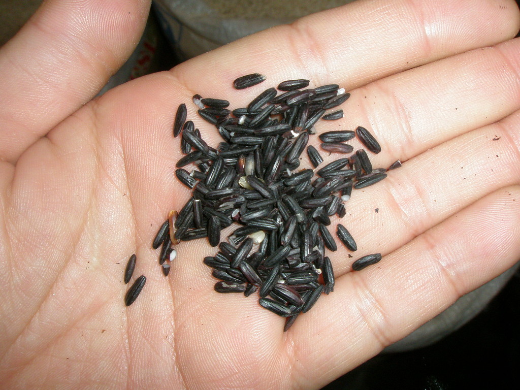現地の黒米は長粒種のもち米です。