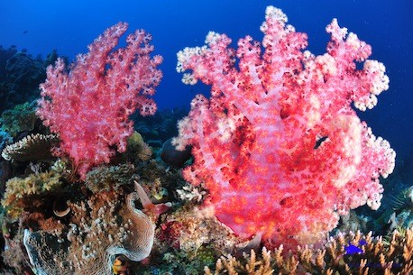 Corals at Twin Rocks