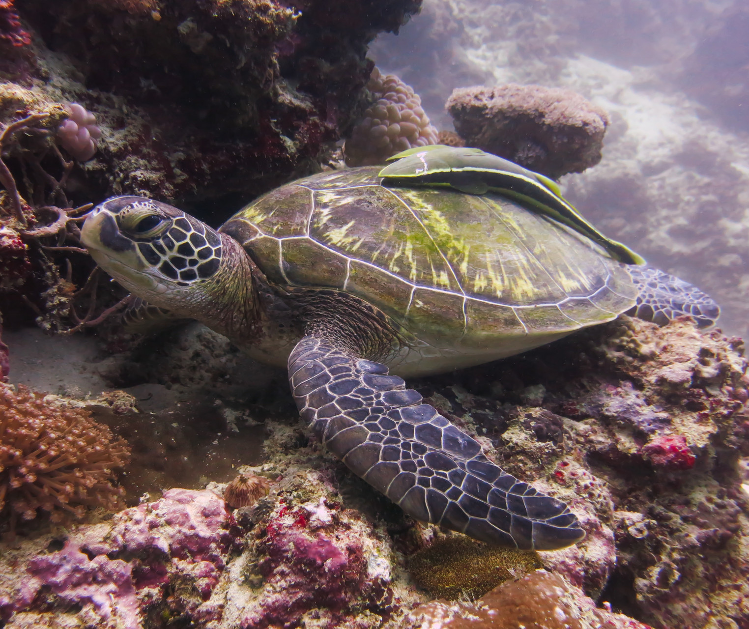 Turtle at Helicopter Island