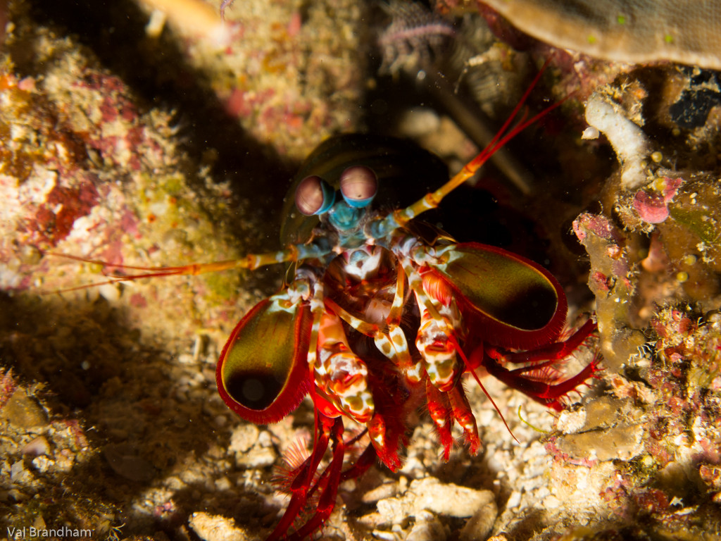 Mantis Shrimp and North Rock