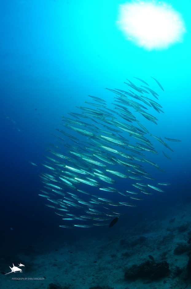 Blackfin Barracuda at South Miniloc