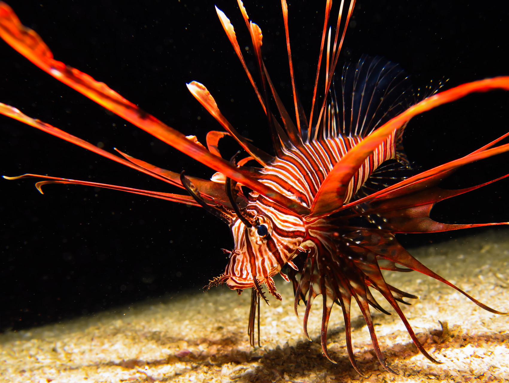 Lion Fish at Dilumacad Tunnel