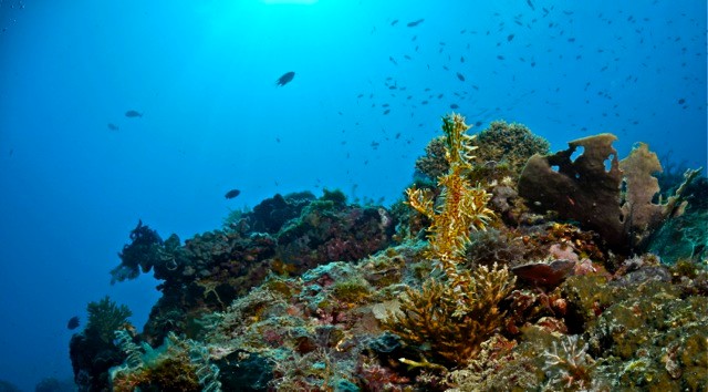 Ghostpipefish at Nat Nat