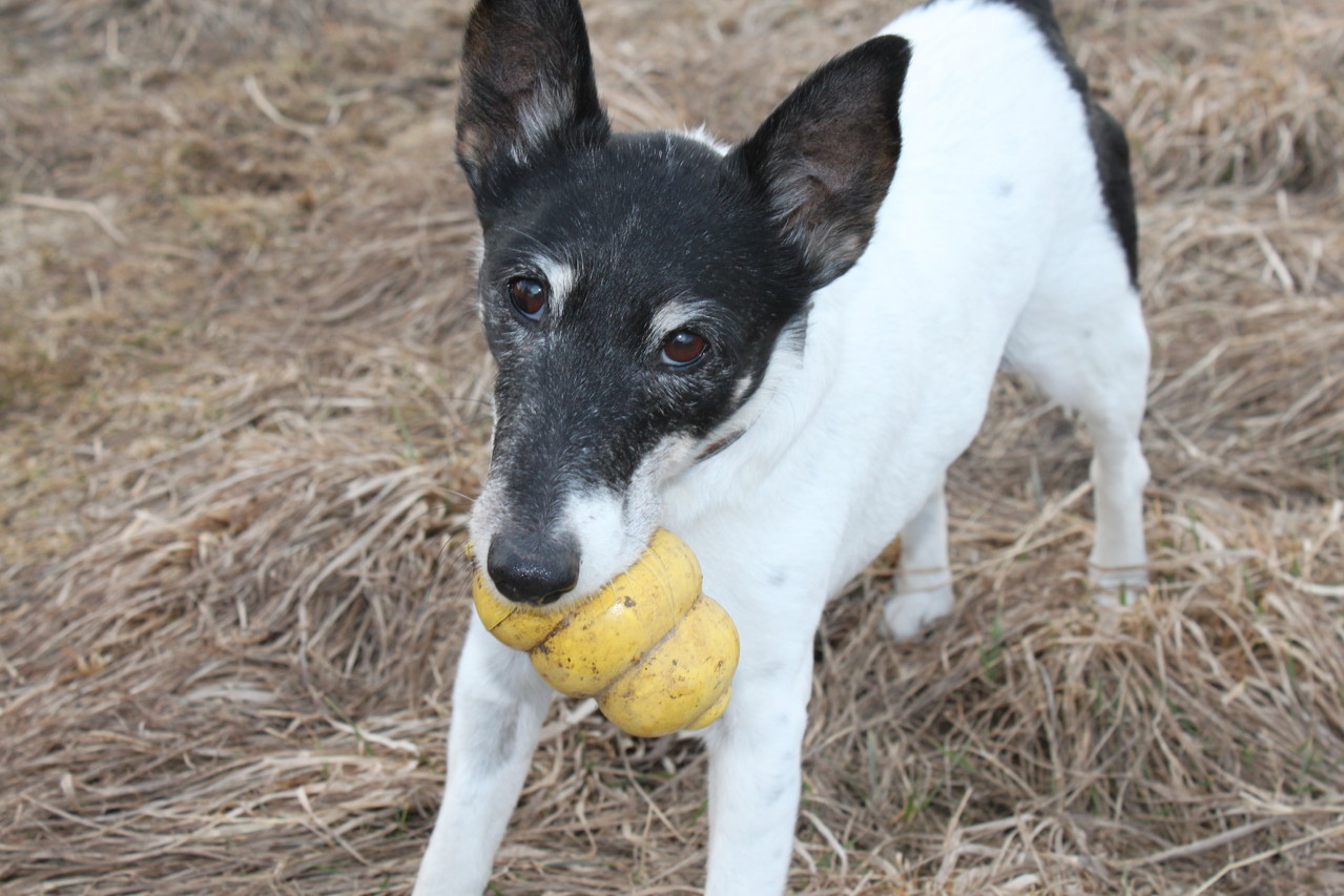Das alternde Tier prophysisvet Tierphysiotherapie und