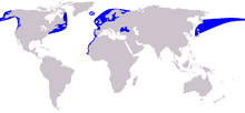 Verbreitung von Schweinswalen (blaue Gebiete) - Quelle: Wikipedia.de