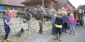 Der hofeigene Esel zieht den Kutschwagen, mit dem die Jungen und Mädchen vom Bauernhofkindergarten Aschwarden regelmäßig Ausflüge zur Marschenwiese unternehmen. (Christian Kosak)