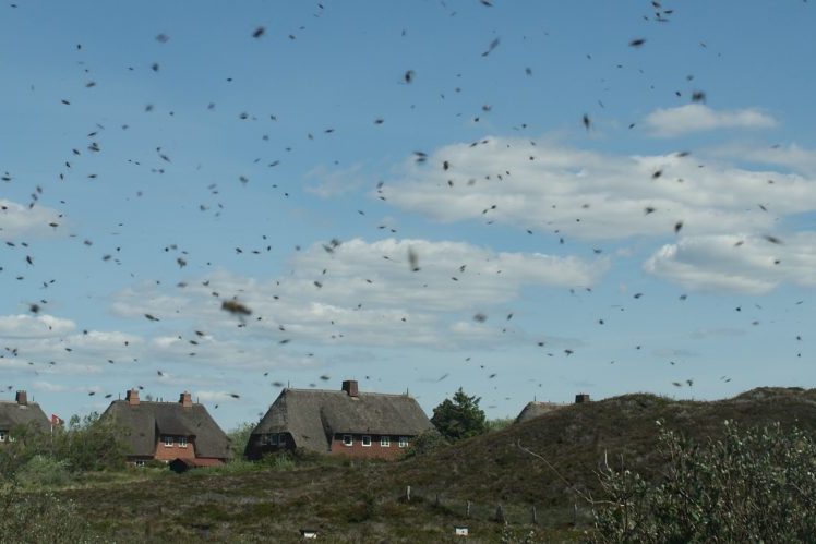 Sylter Original-Abfüllung