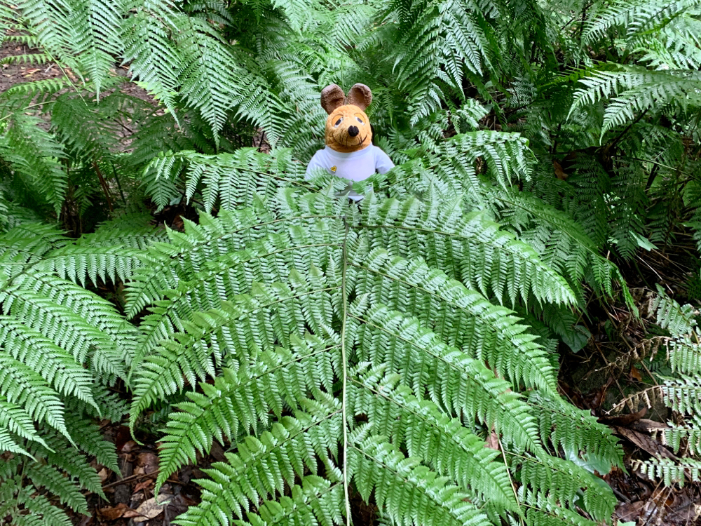 Maus versteckt sich im Farn, wie schon in Neuseeland.