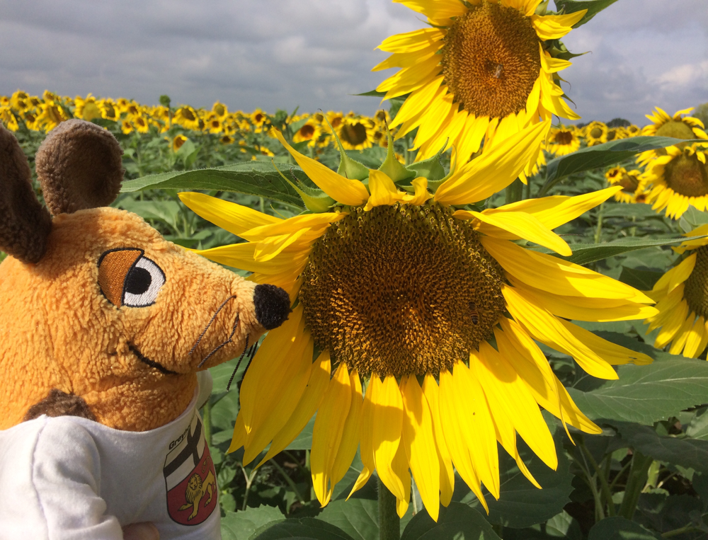 Passt nicht meine Fellfarbe perfekt zu den Sonnenblumen ?