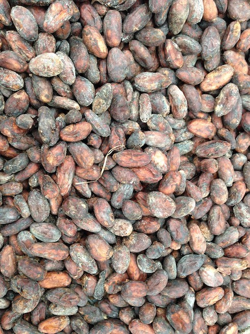 Kakaobohnen - während des Trocknungsprozesses