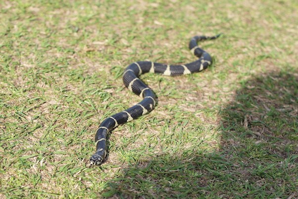 Unsere (folgenlose) Begegnung mit einer Southern Kingsnake