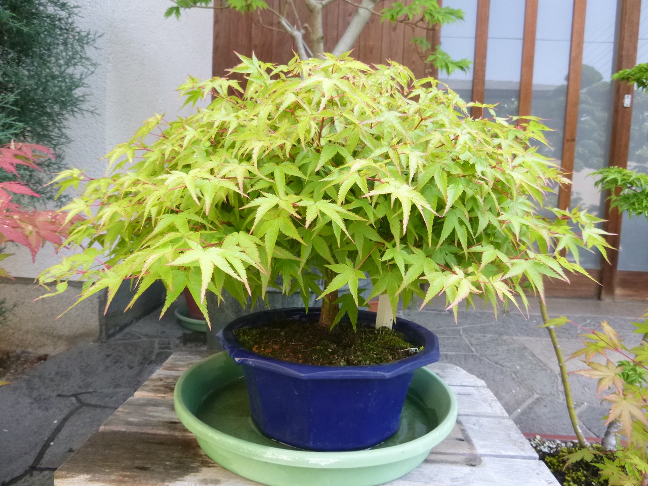 Acer palmatum 'Kiyohime' イロハモミジ　清姫