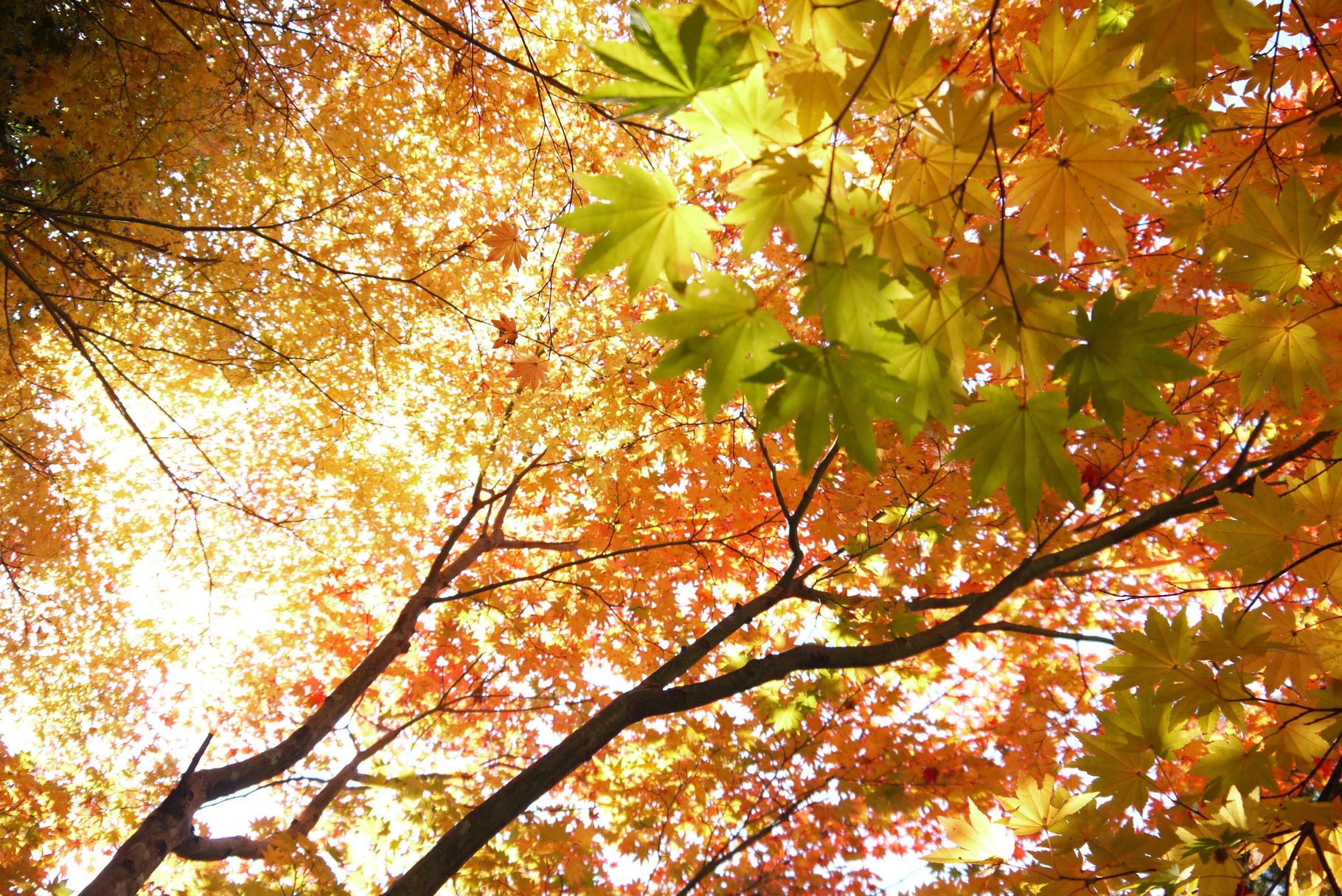 Welcome To Maple Laboratory S Web Site もみじかえで研究所 岐阜県多治見市