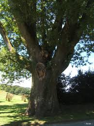 Chêne de Sully, Clédat, correze, village abandonné, visite, randos, VTT, dos d'ânes, Cheval, fête des roses, cocquelicontes, fête du pain, maquis, 