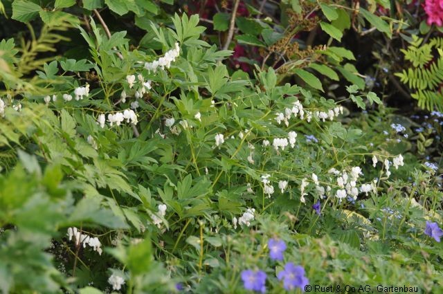 Dicentra spectabilis 'Alba', tränendes Herz