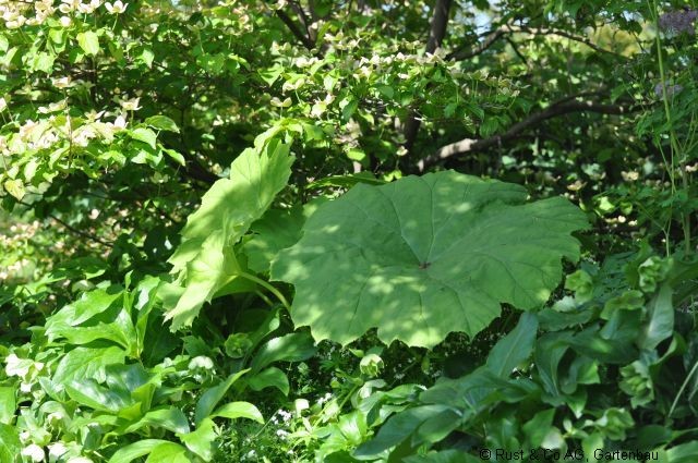 Darmera peltata, Schildblatt. 