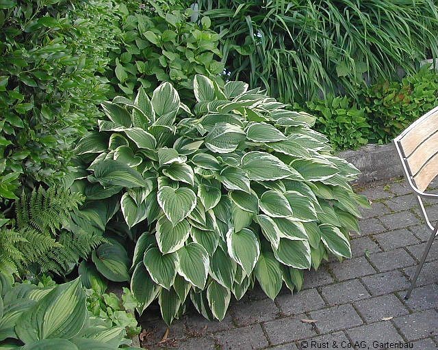 Hosta 'Patriot', Funkie