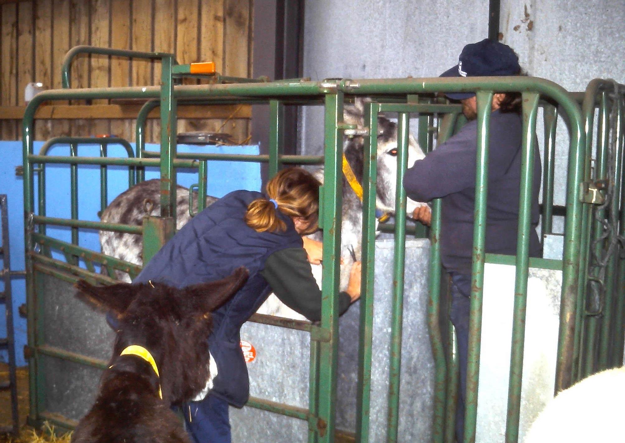 Donkey Sanctuary 1995: confinement necessary