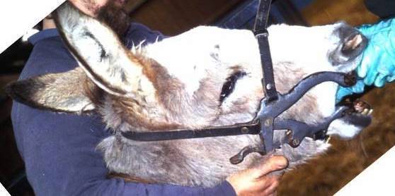 Donkey Sanctuary: rural teeth treatment in 1995