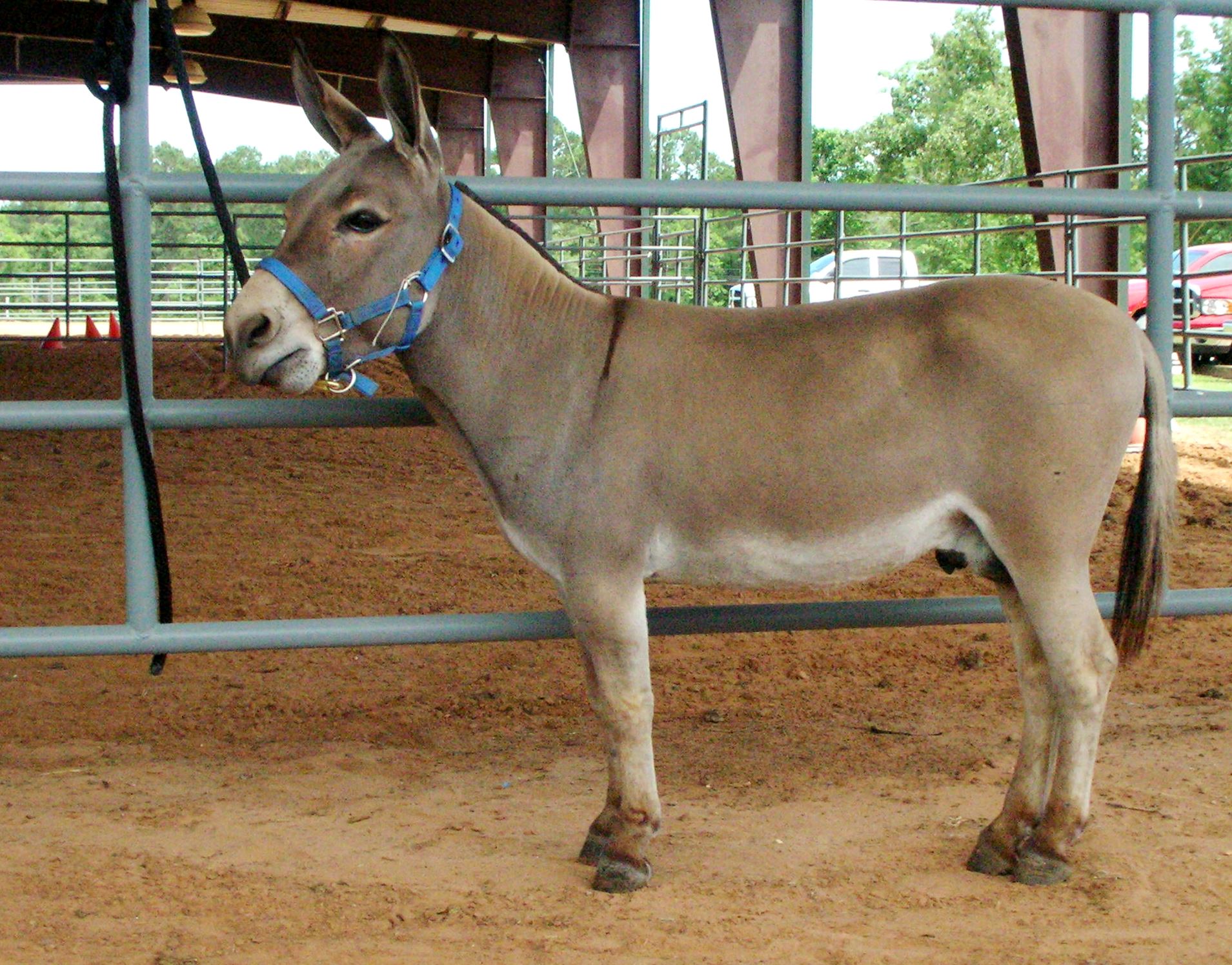 Miniature Donkey Exposition, Texas 2006