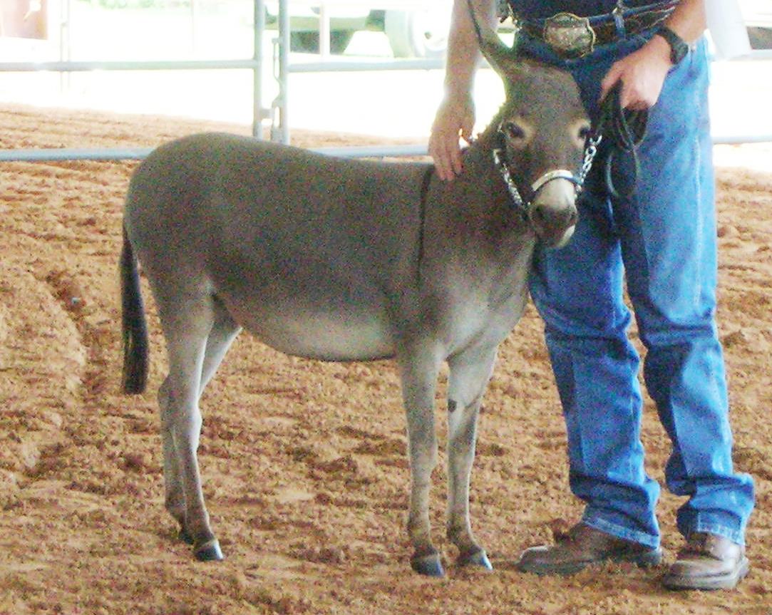 Miniature Donkey Exposition, Texas 2006