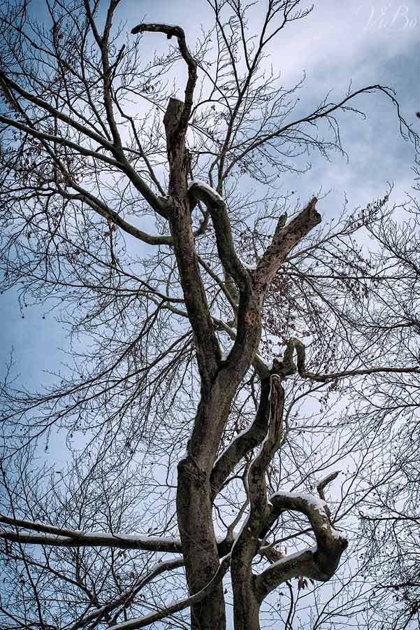 Aussergewoenlicher Baum bei Kloster Weltenburg.