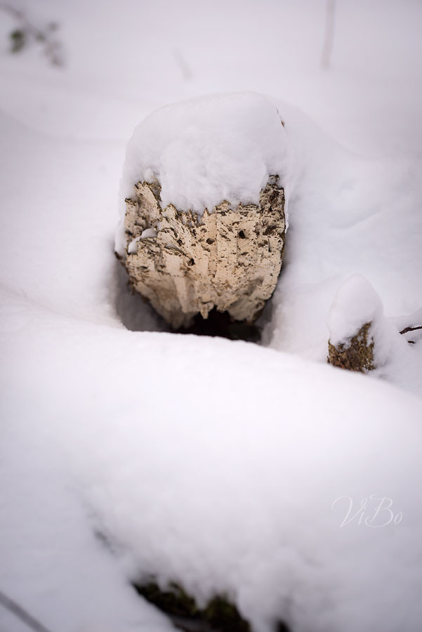 Winter im Wald.