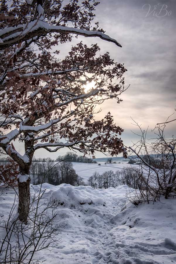 Baum oben am Berg bei Kloster Weltenburg.